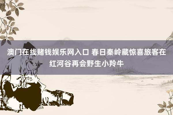 澳门在线赌钱娱乐网入口 春日秦岭藏惊喜旅客在红河谷再会野生小羚牛